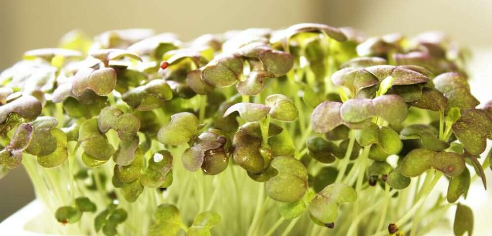 When is the best time to grow microgreens at home?