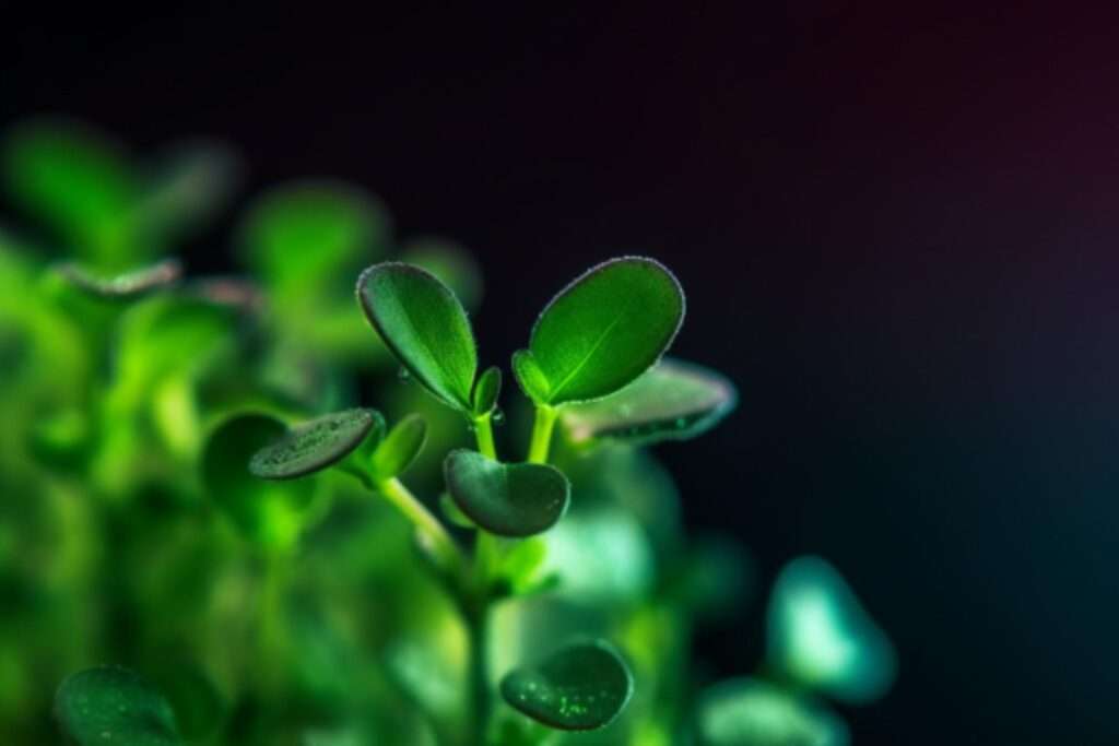 About Us 5 Learn about how to raise microgreens in the best way.