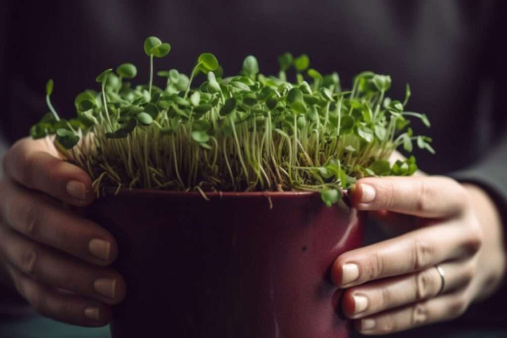 About Us 1 A hand removing a bundle of freshly harvested microgreens from a pot.