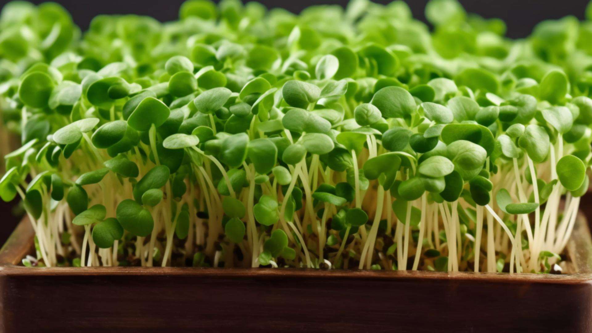 Broccoli Microgreens Grow Benefit From Them Our Ultimate Guide