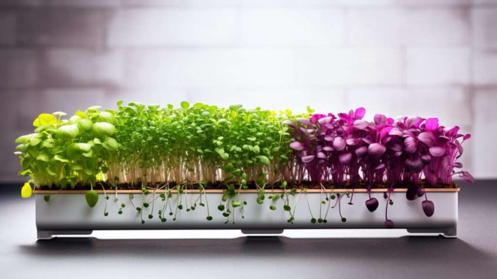 A captivating photograph showcasing the vibrant and diverse world of microgreens, with rows upon rows of lush green sprouts in various stages of growth, neatly organized and labeled.