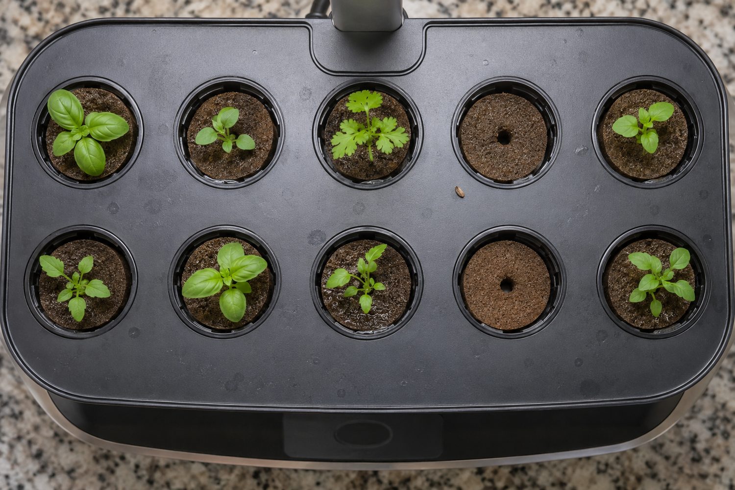 Top down view of a countertop hydroponic garden pod deck where most pods hold small green herb seedlings and two round brown grow sponges show no sprouts