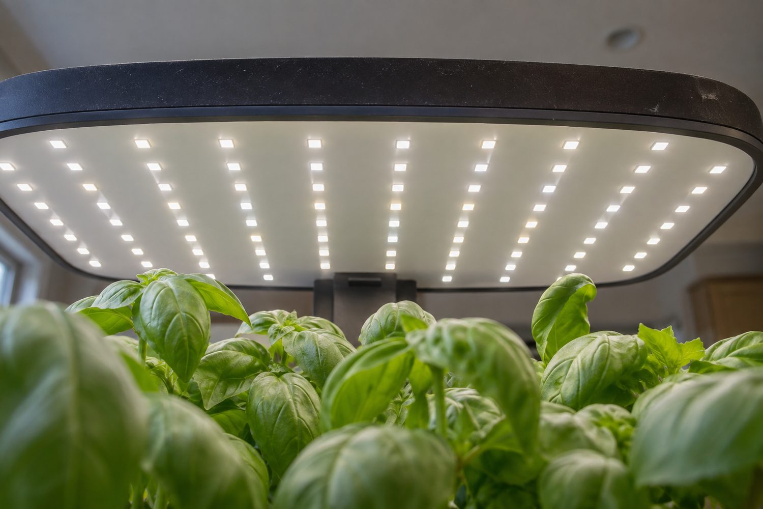 Low angle view up under a wide countertop garden lamp hood, rows of small white LED chips glowing evenly above the tops of bushy basil leaves