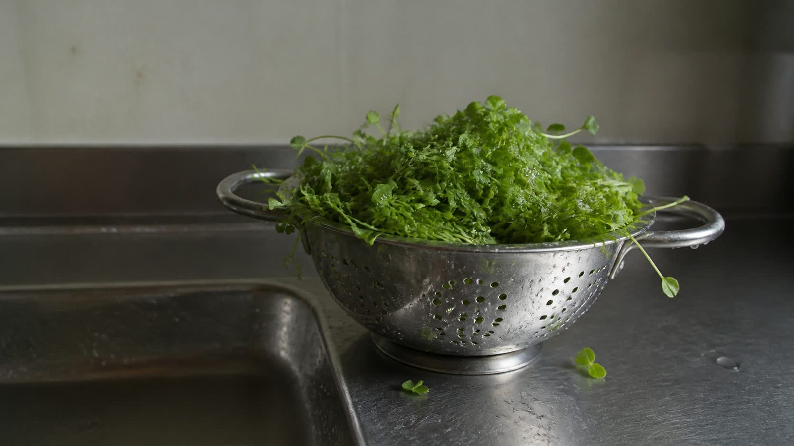A colander of freshly cut microgreens draining beside a clean stainless steel worktop in flat daylight, photographed level with the surface