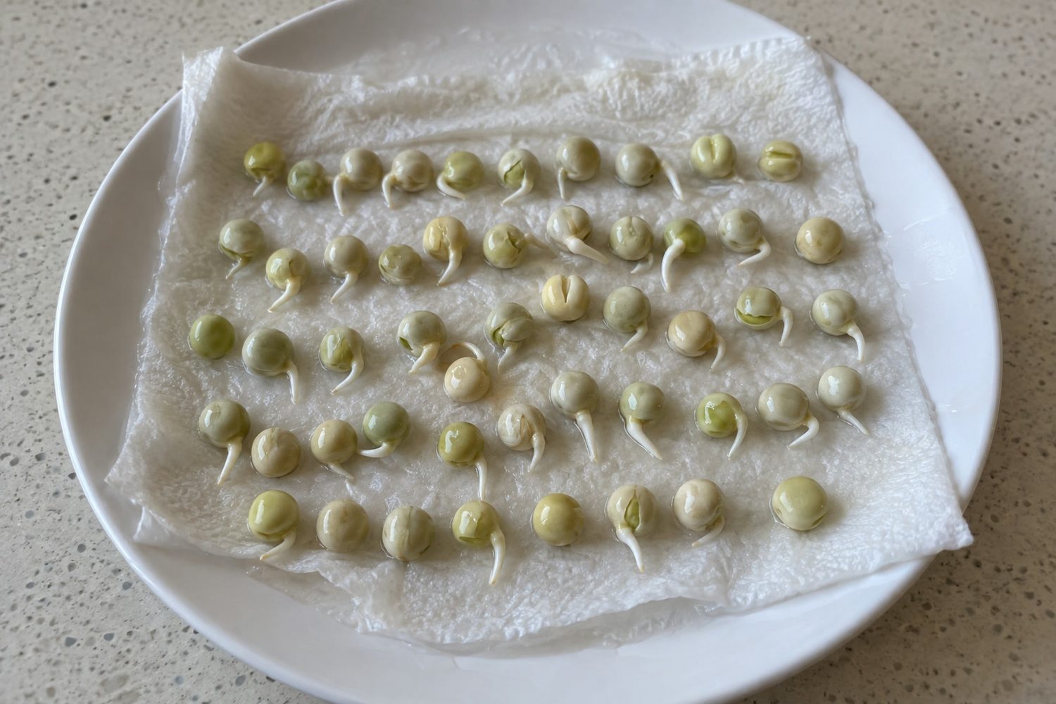 Opened damp white paper towel on a plain white plate showing neat rows of pea seeds, most with short white roots emerging, on a kitchen counter
