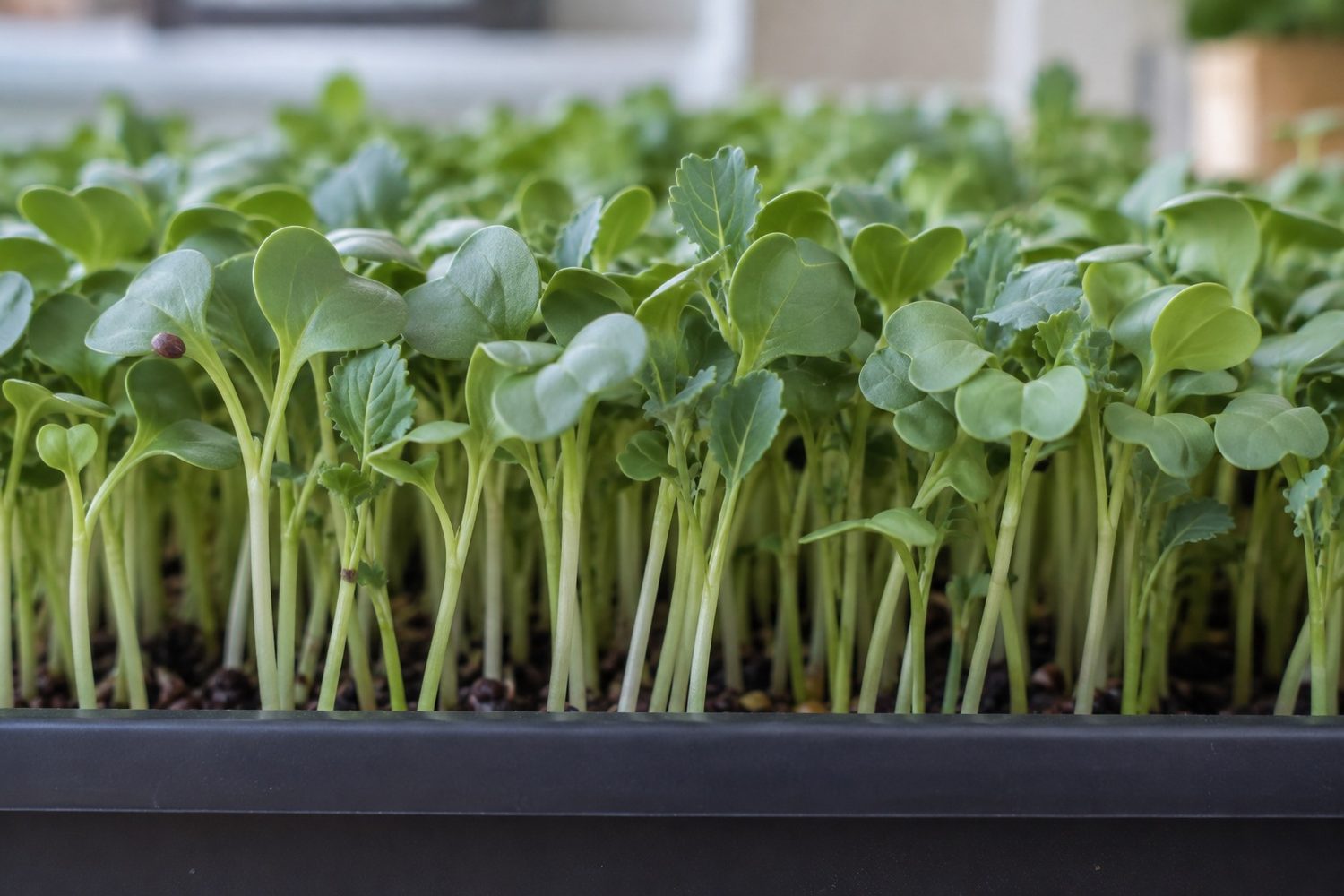 Close side view of dense broccoli microgreens with pale stems, rounded heart shaped seed leaves and a few first true leaves appearing