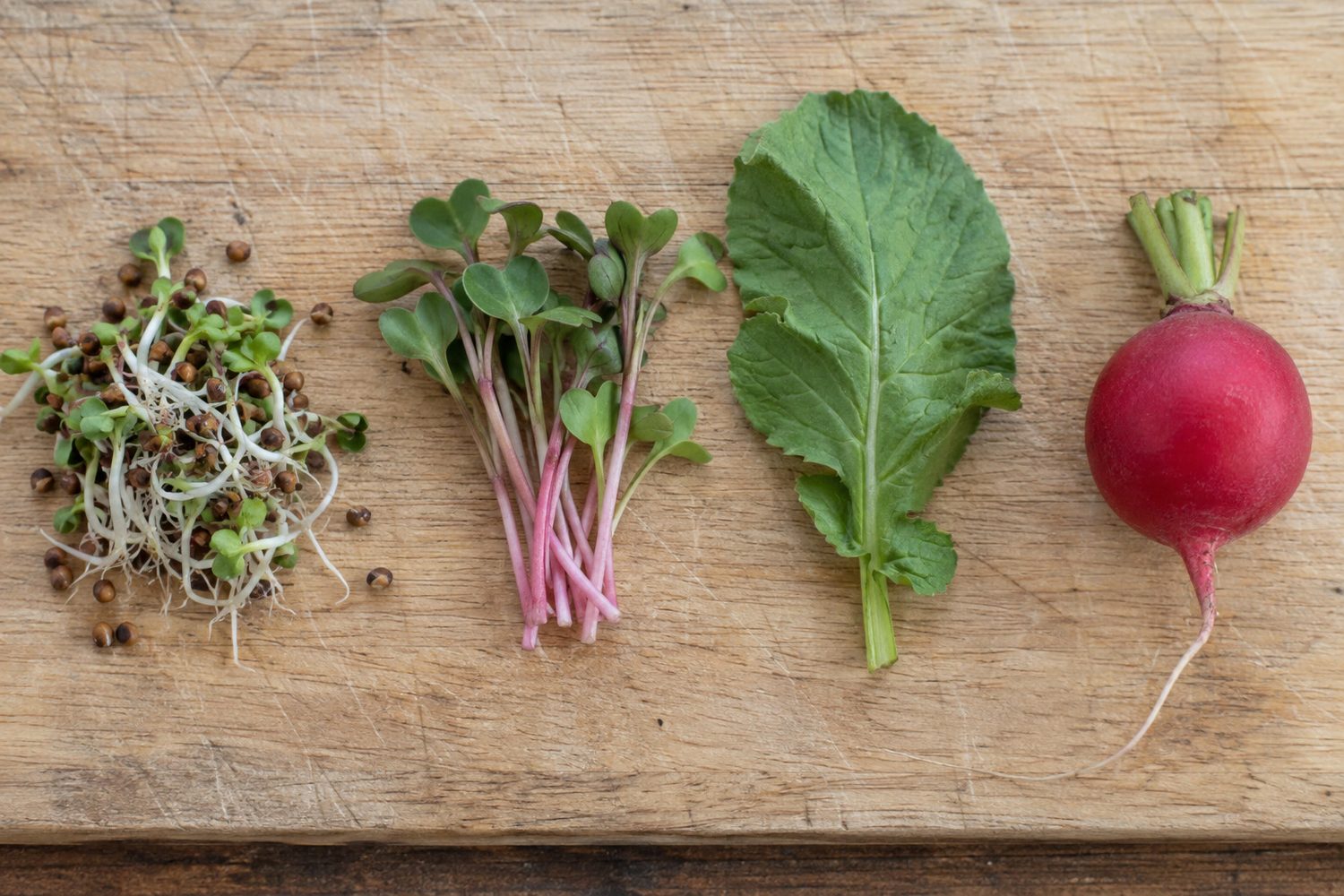 Radish sprouts with seeds attached, cut radish microgreens with pink stems, a mature radish leaf and a whole red radish root in a row on a wooden board
