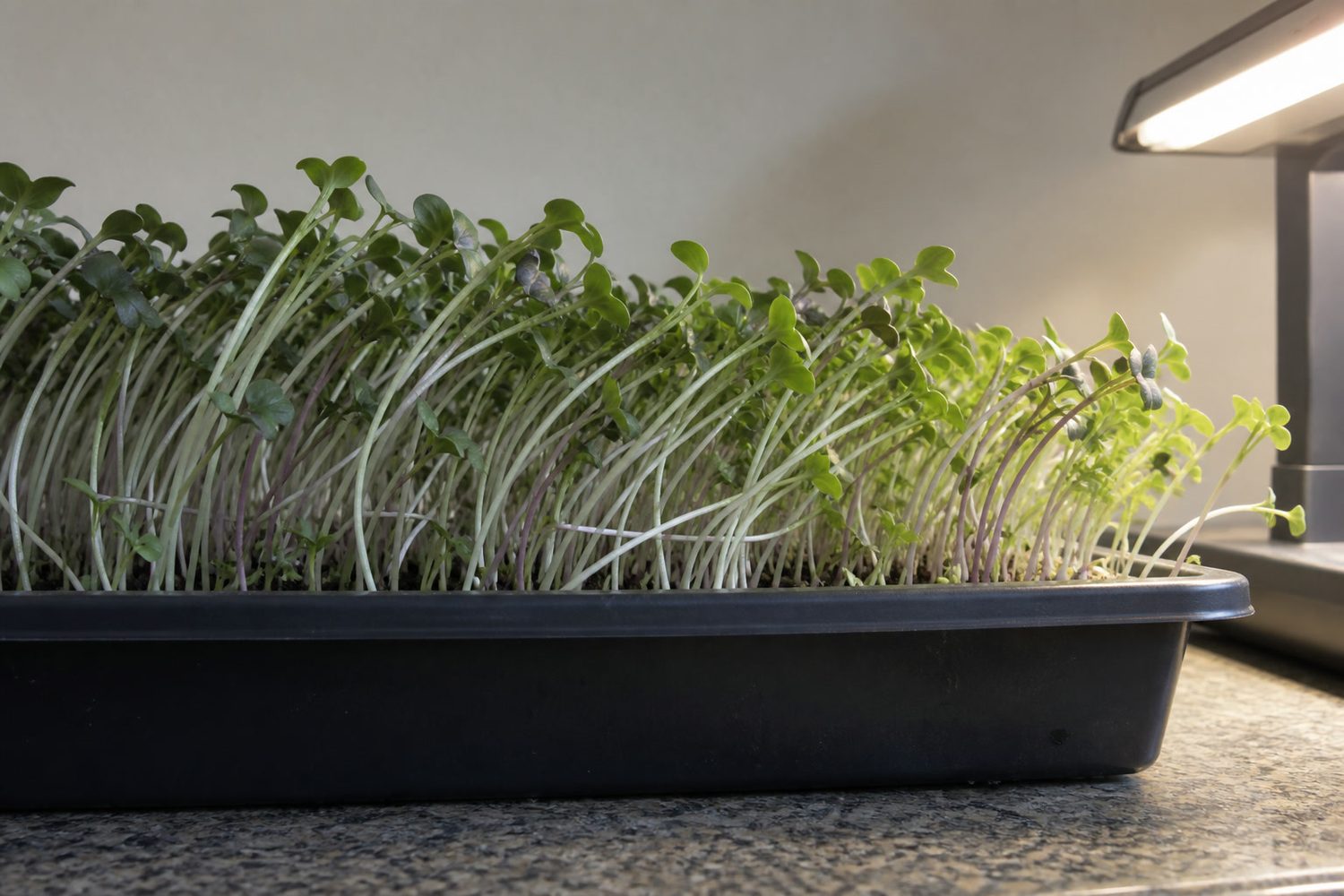 Side view of a tray of taller brassica microgreens whose stems all lean in one direction toward a lit grow lamp at the edge of the frame