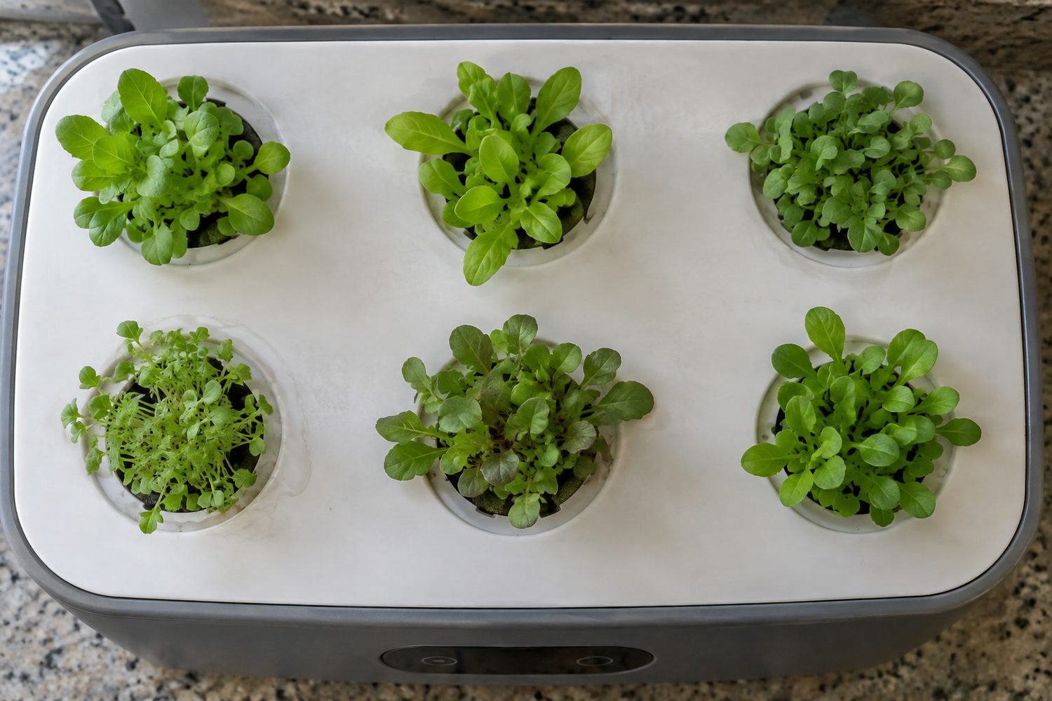 Grow deck of a countertop hydroponic garden seen from above with six separate pod holes, each holding one small crowded tuft of seedlings with bare deck between them