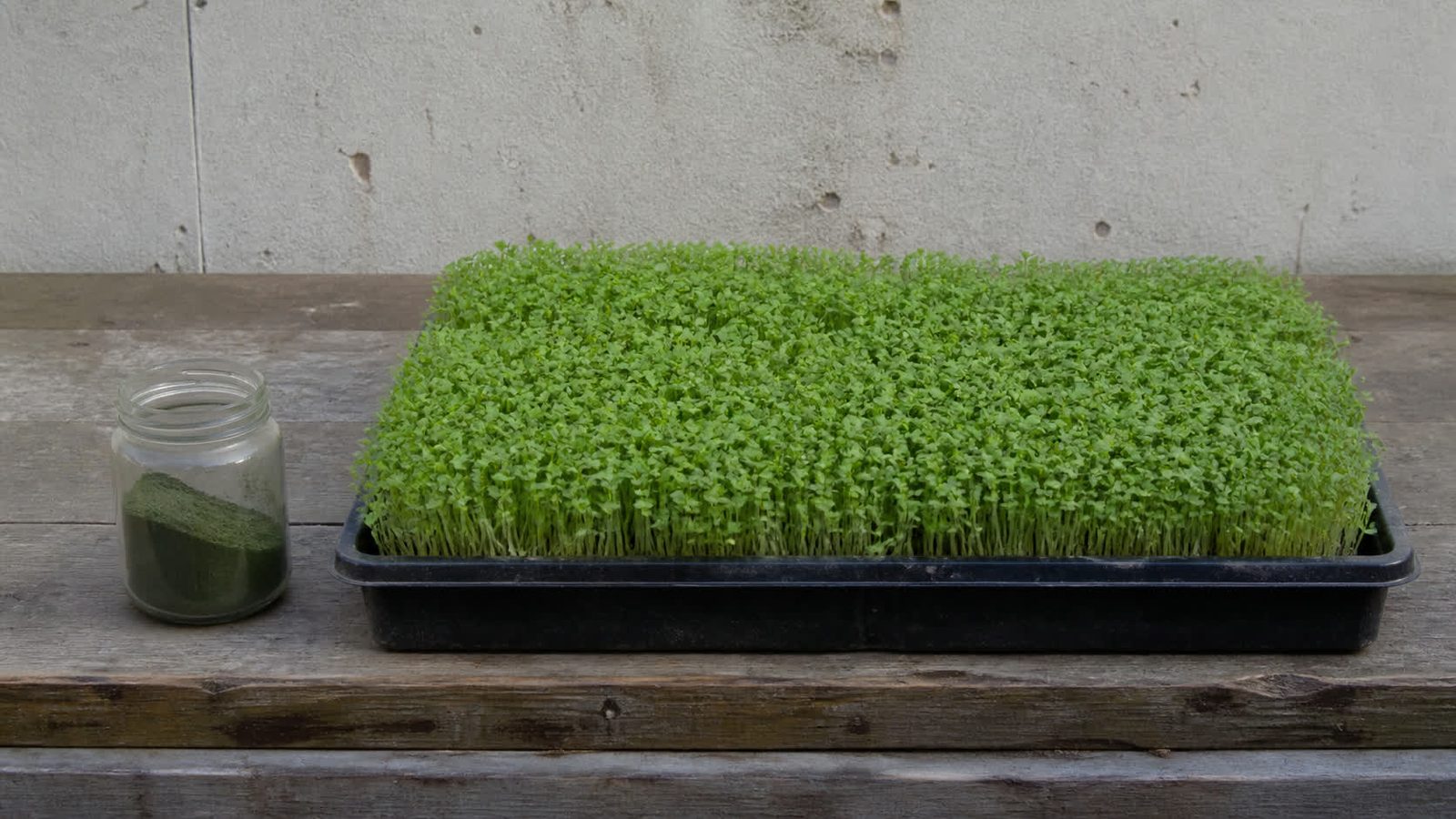 A small glass jar of dark green microgreen powder on a bench beside a full 1020 tray of the same crop, photographed square on in flat daylight to show the difference in volume