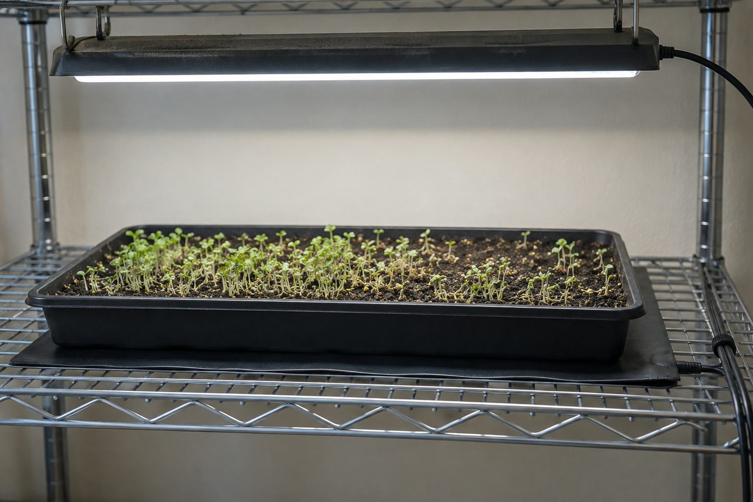 Black seedling heat mat lying flat on a wire rack shelf under a tray of germinating microgreens, its cord running neatly to the side, a slim LED shop light hanging above at a clear distance