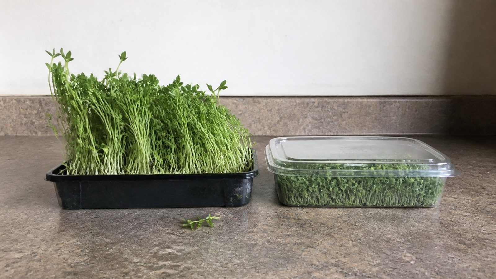 A home-grown 1020 tray of microgreens on a kitchen counter next to a shop-bought clamshell of the same crop, the tray canopy uneven and the clamshell contents level and uniform, photographed side on at counter height in flat daylight