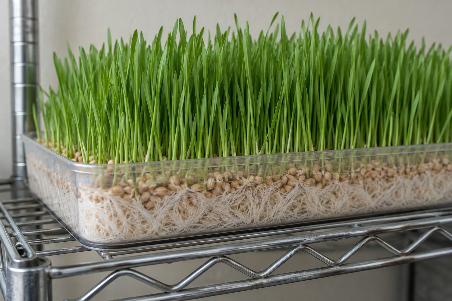 Tray of wheat fodder on a rack with bright green narrow blades and a clean layer of white roots showing along the tray edge