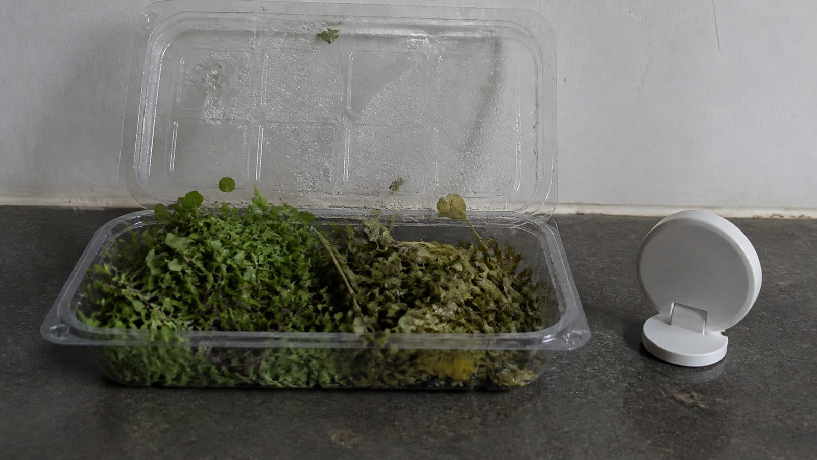 An opened clear clamshell of mixed microgreens on a kitchen counter, several leaves yellowed and slumped wet against one wall while the rest stay green, a small plain fridge thermometer standing beside it with its dial turned away from the camera, photographed level with the counter in flat daylight