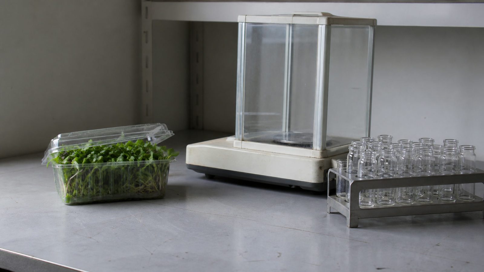 A laboratory bench in flat daylight with a small punnet of mixed microgreens beside a digital analytical balance and a rack of glass sample vials, photographed level with the bench
