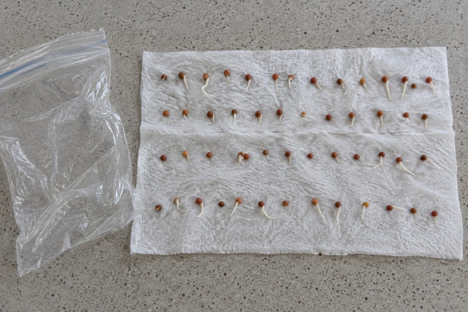Damp paper towel unrolled on a counter with rows of radish seeds, most sprouting short white roots and a few unsprouted, beside a clear plastic bag