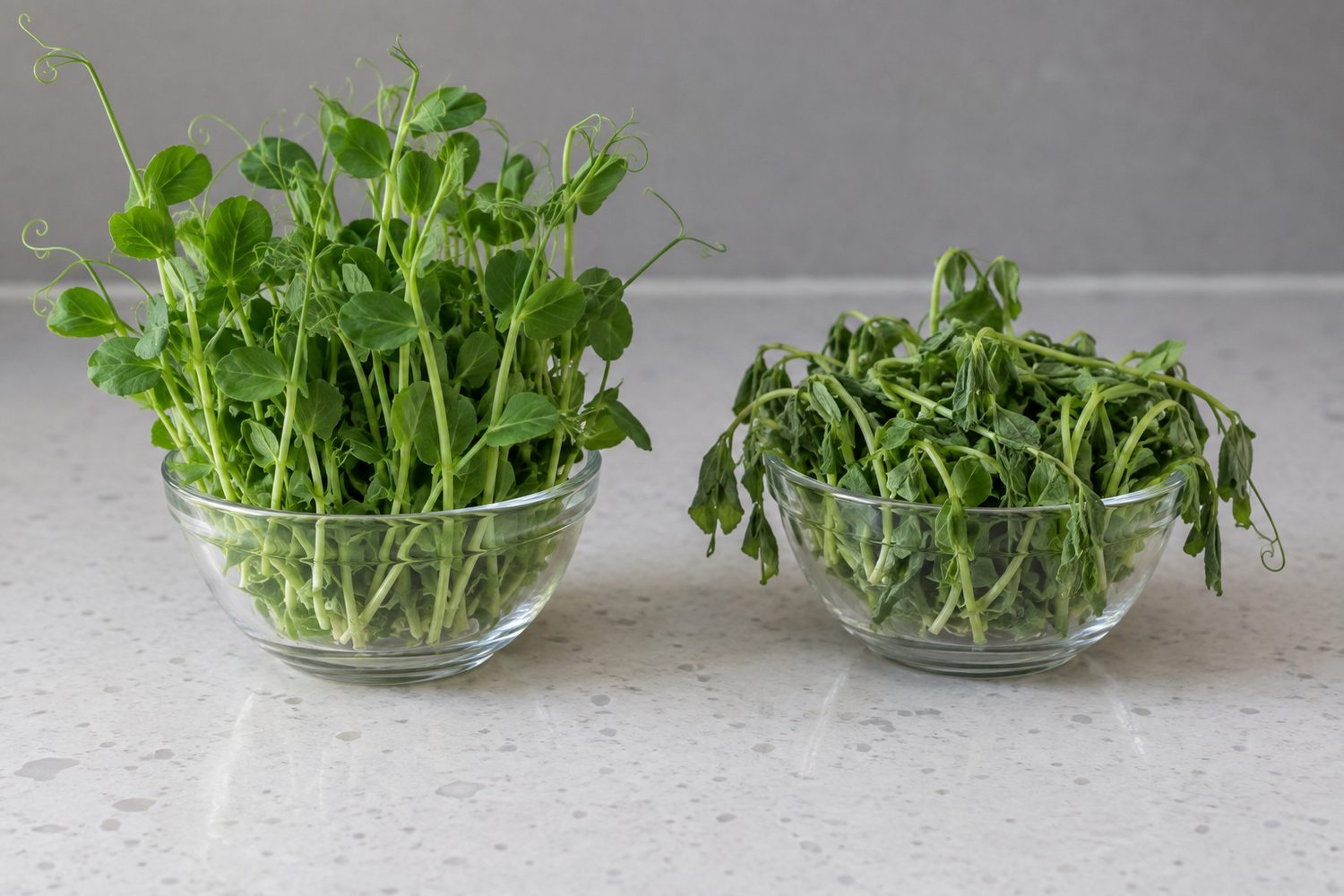 Two small clear glass bowls side by side on a kitchen counter, one with crisp upright bright green pea shoots and one with limp drooping pea shoots
