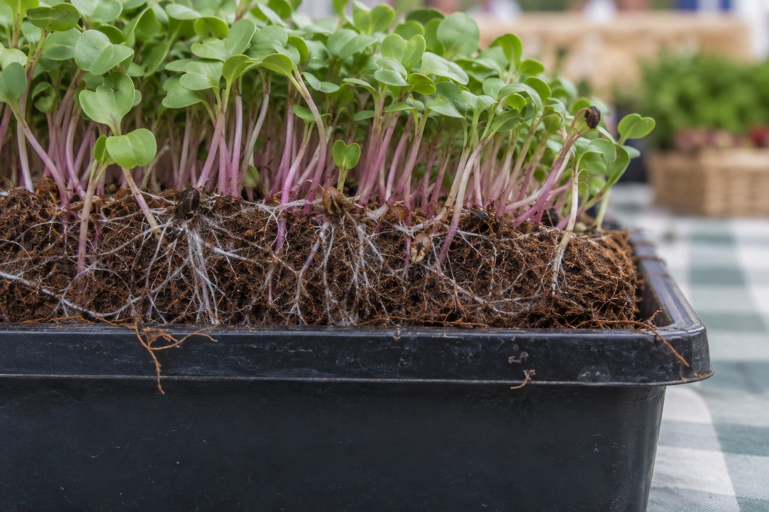 Close side view of a live tray edge showing fibrous brown coco coir and short white roots under green radish microgreens