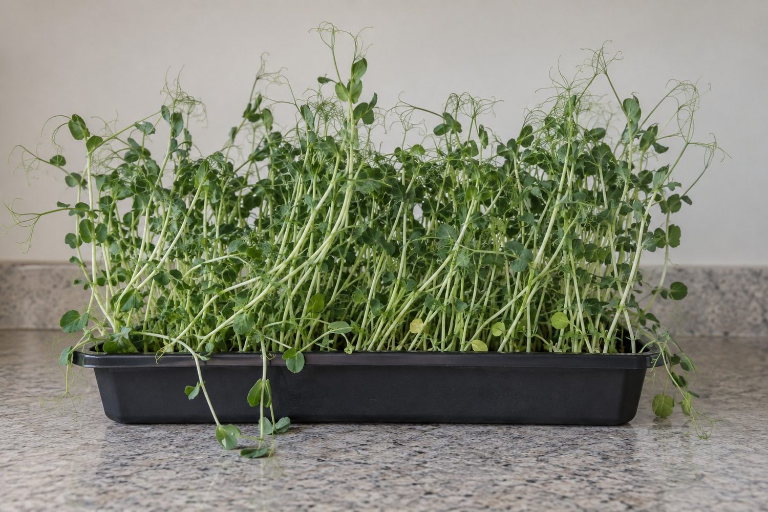 Tray of pea shoots grown too long, with tall thin stretched stems leaning and a few bending over at the edges, leaves still green