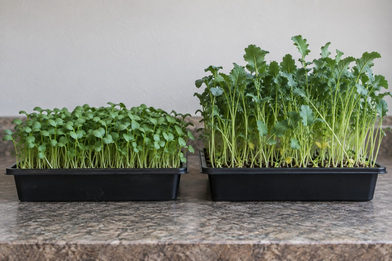 Two broccoli trays side by side, one at harvest stage about two to three inches tall and one grown past harvest at four to six inches with larger true leaves