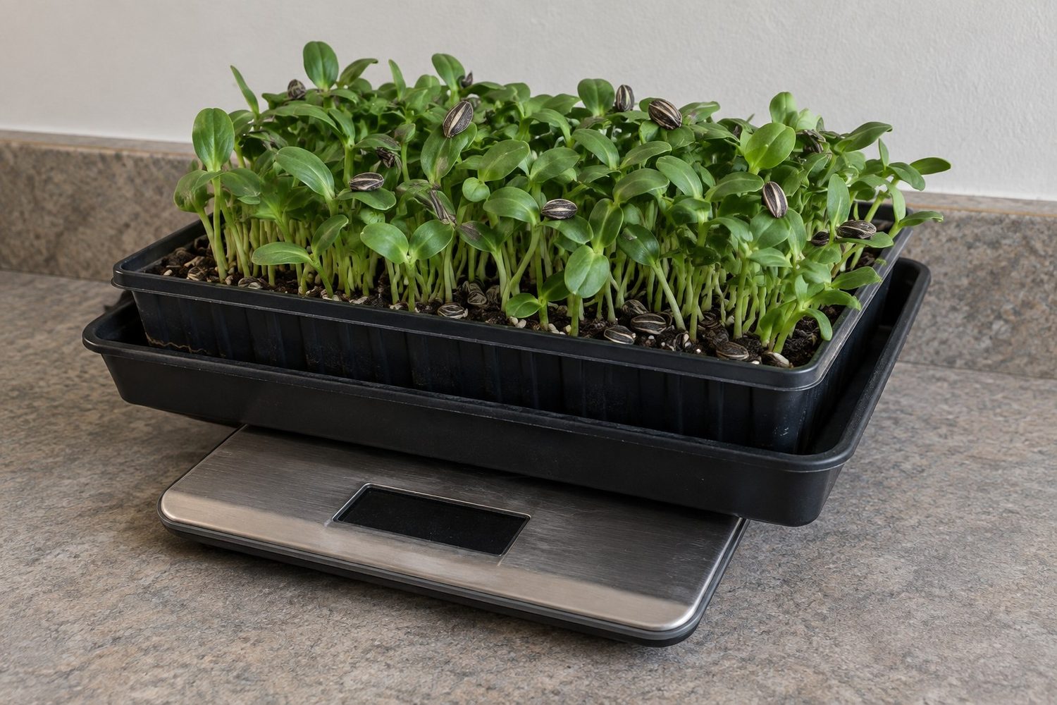 Rooted tray of sunflower microgreens nested in a dry solid catch tray, resting on a digital kitchen scale with a blank display