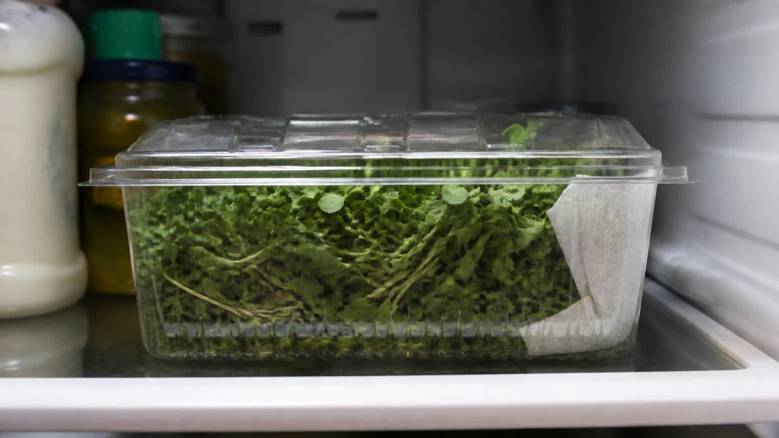 A vented clamshell of cut microgreens on a refrigerator shelf photographed square on in flat light, with a paper towel visible along one side and no condensation on the lid