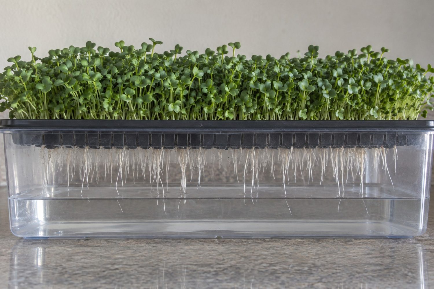 Side view through a clear walled reservoir tray showing a mesh tray of dense broccoli microgreens above, white roots hanging into shallow water, and an open air gap between the mesh and the water