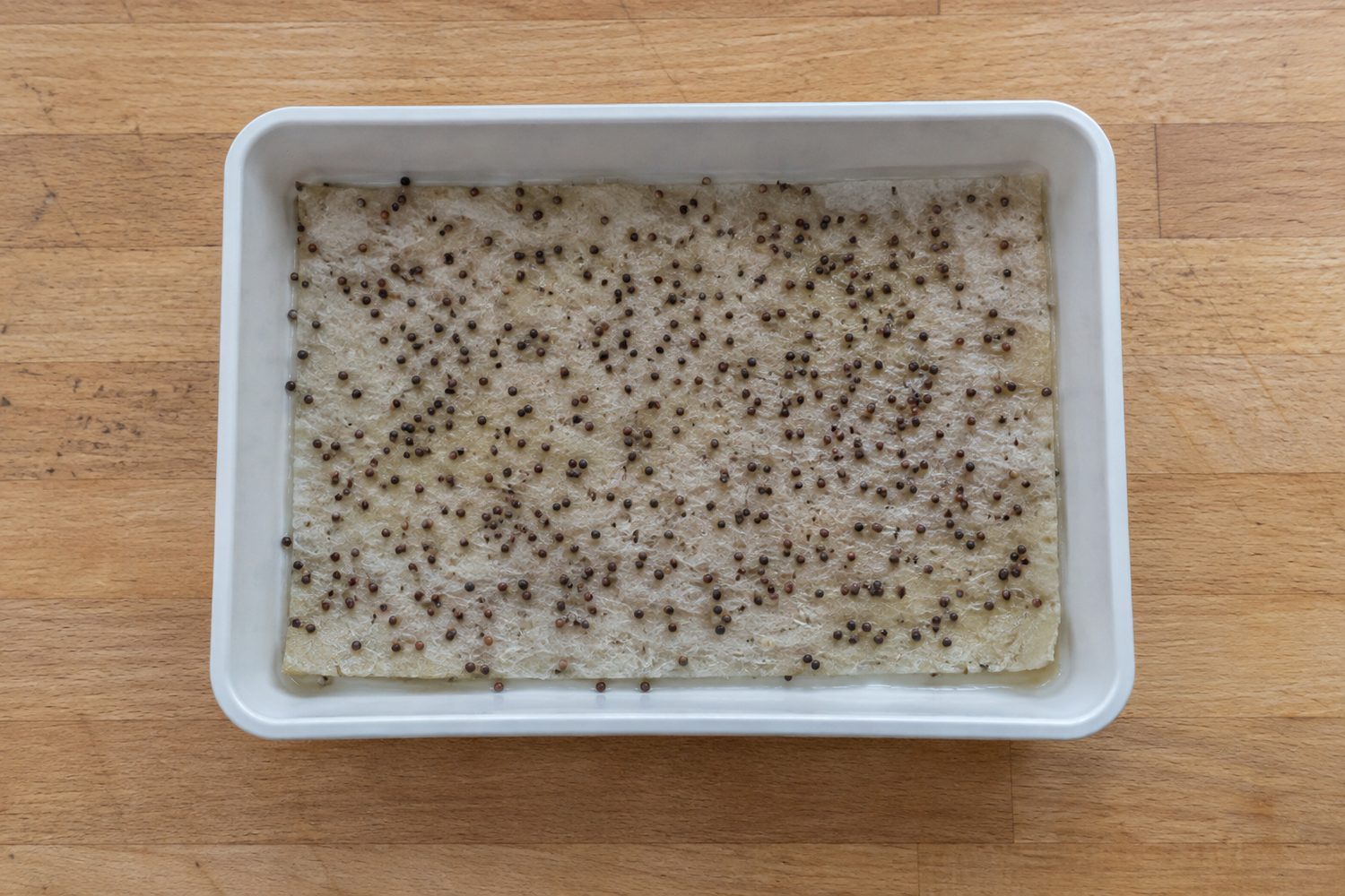 Small plastic kit tray holding a piece of pale hemp mat trimmed to fit, evenly scattered with small round broccoli seeds, on a kitchen counter