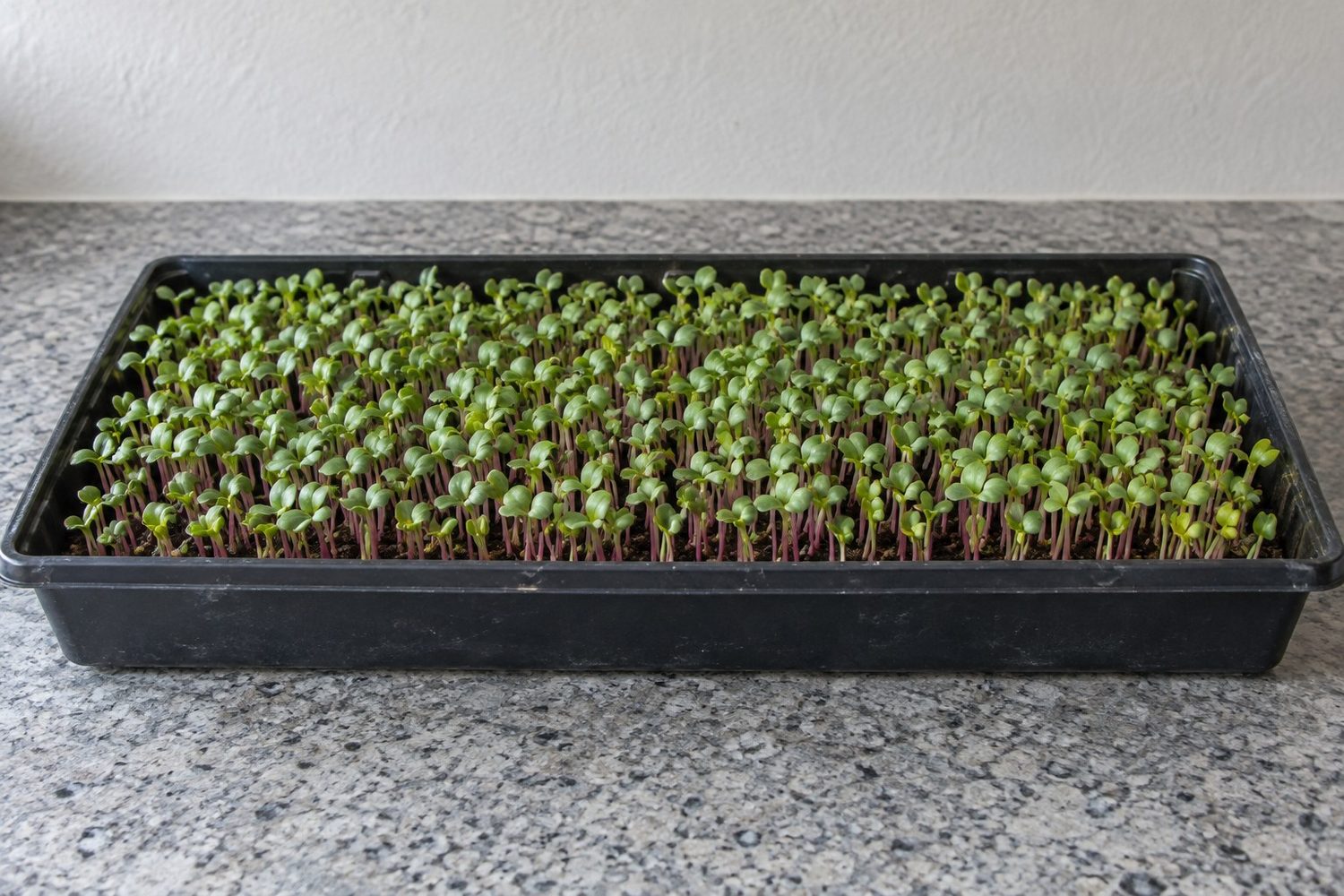 Black 10 by 20 inch tray of young radish microgreens standing evenly across the whole tray, with pink stems and freshly opened seed leaves
