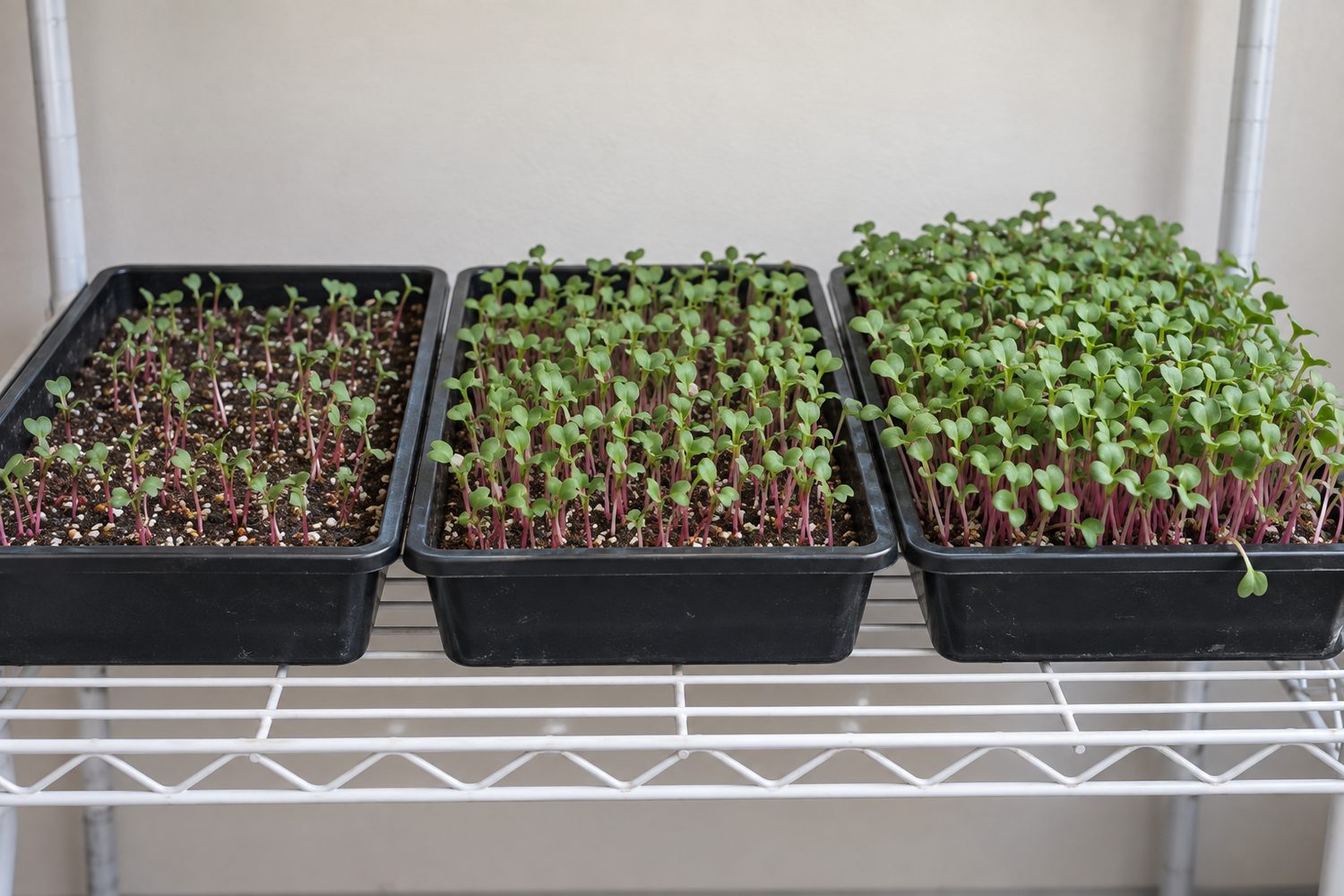 Three trays of radish microgreens in a row on a shelf, the first sparse with gaps between stems, the second medium and even, the third very crowded and dense