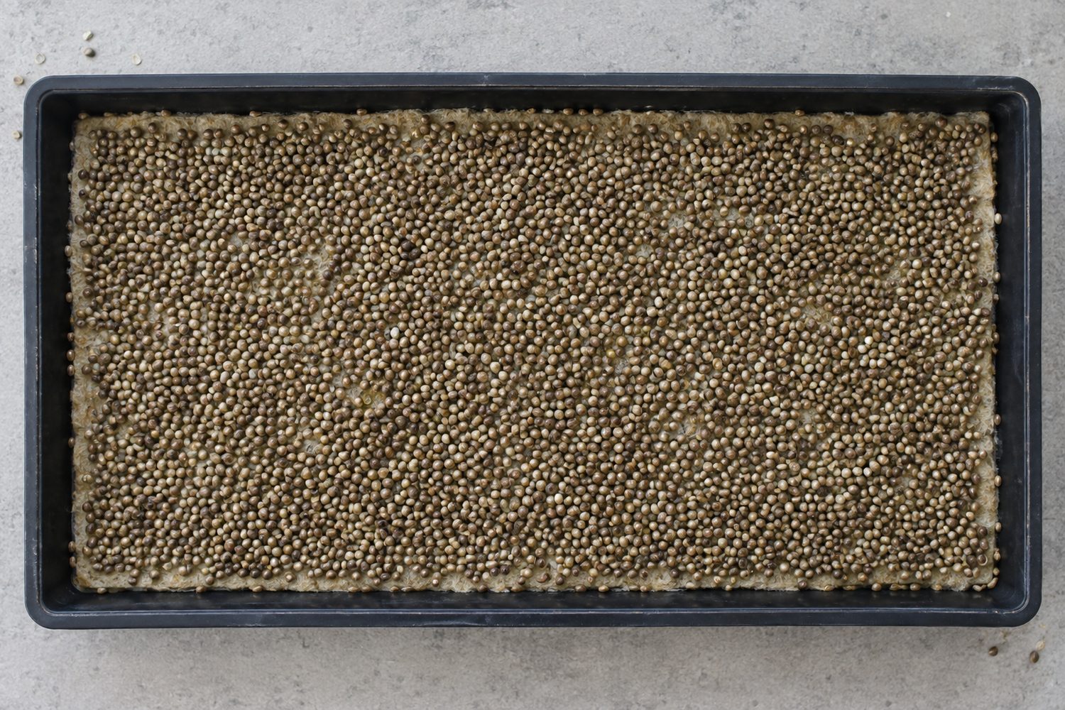 Top down view of a black full size tray holding a pale hemp mat evenly carpeted with small round brown seeds from edge to edge