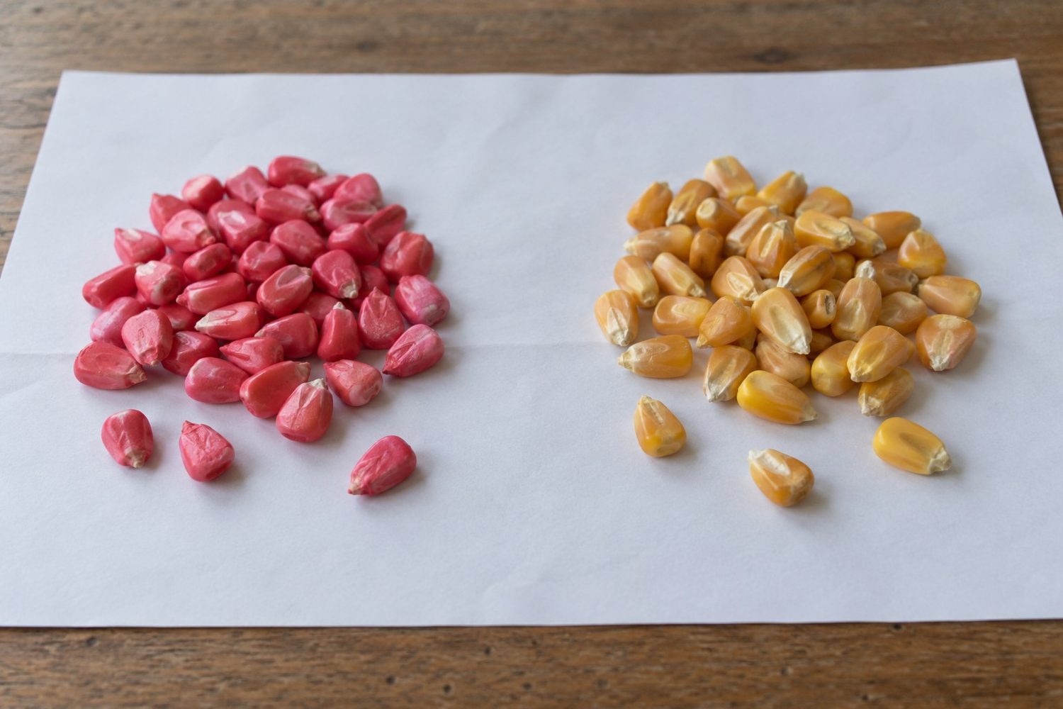 Small pile of bright pink coated corn kernels next to a small pile of plain yellow corn kernels on a sheet of white paper
