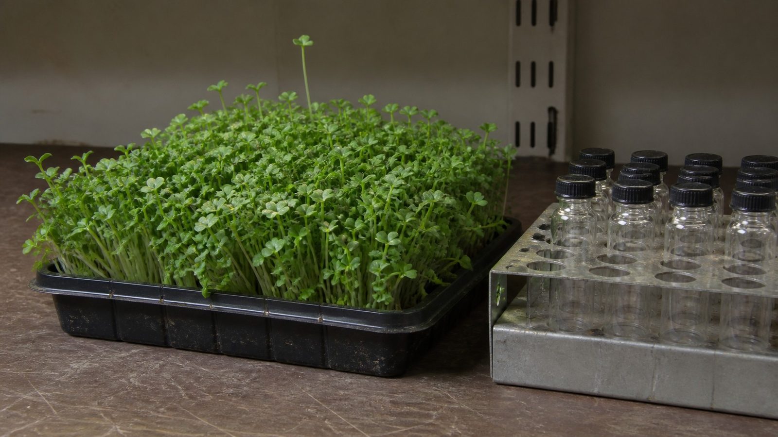A tray of dense green broccoli microgreens on a laboratory bench beside a rack of empty glass vials, photographed level with the bench in flat daylight