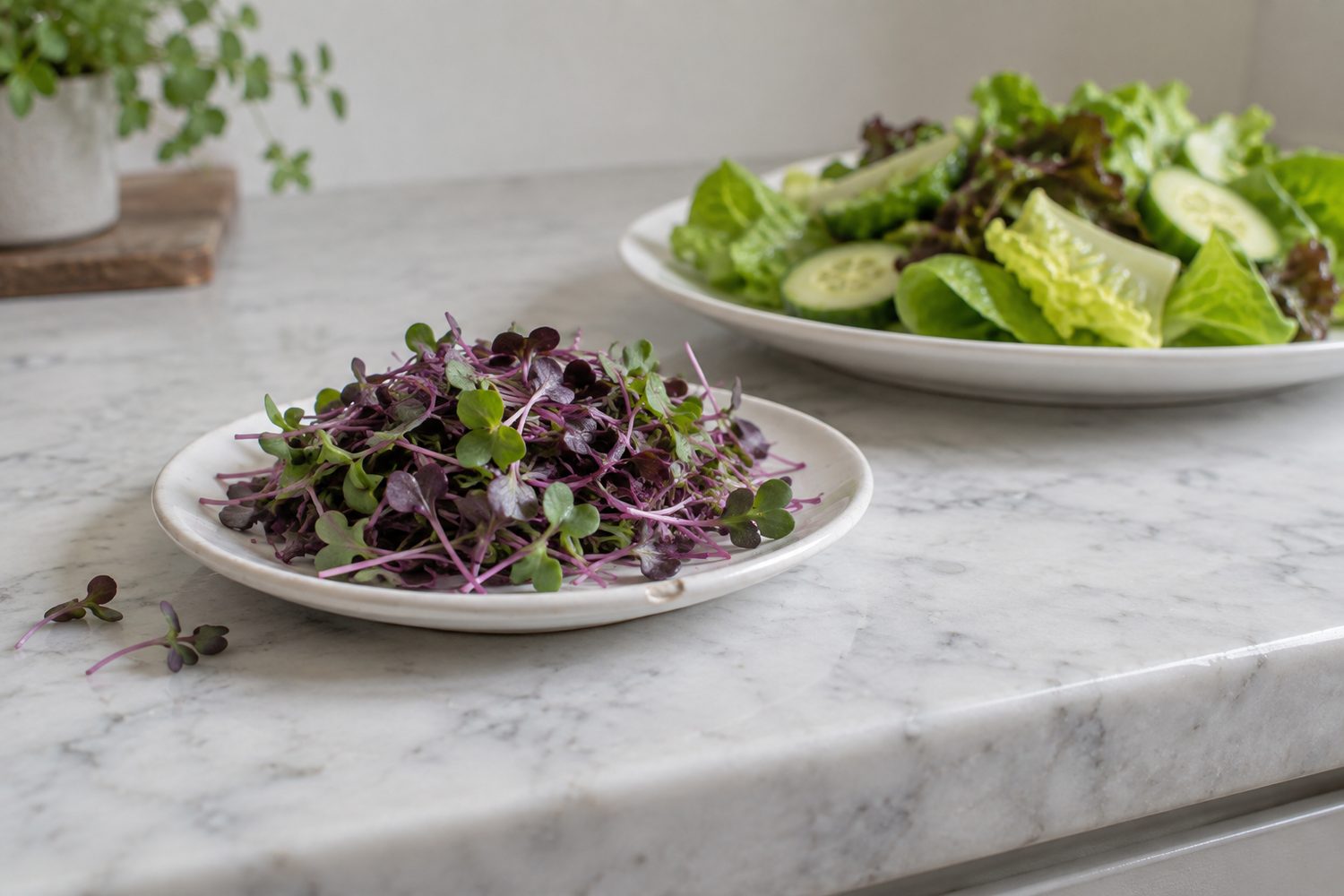 Small white plate holding one modest serving of red cabbage microgreens with purple stems next to a larger plate of mixed green salad on a kitchen counter