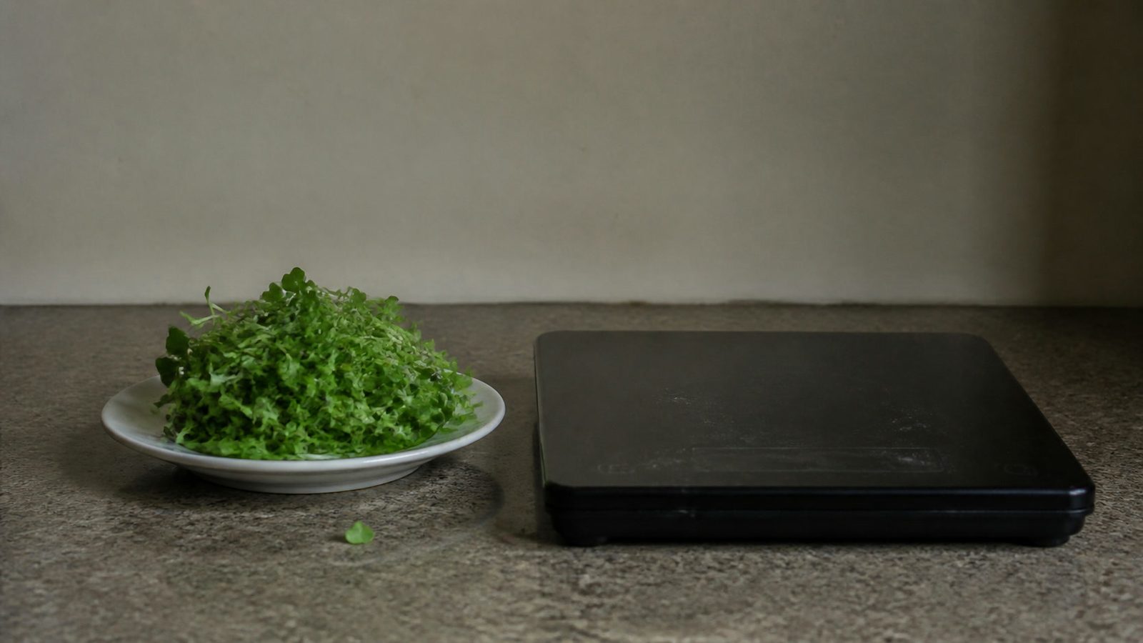 A small white plate on a kitchen counter holding a garnish sized pile of cut green broccoli microgreens, standing next to a flat digital kitchen scale turned so its display faces away from the camera, photographed level with the counter in flat daylight