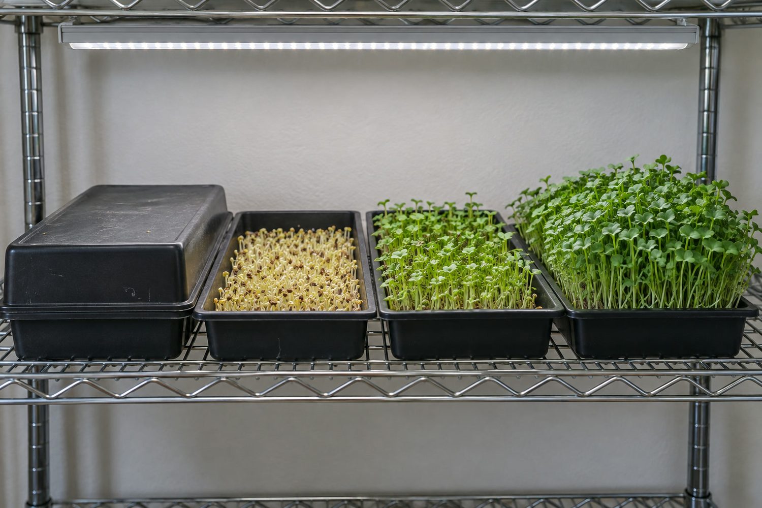 Wire rack shelf with four black growing trays in a row: a sown tray covered by a stacked blackout tray, pale new seedlings, young green microgreens and a full stand ready to harvest