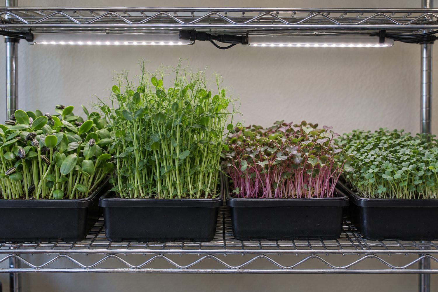 One wire shelf level holding four black trays of sunflower, pea, radish and broccoli microgreens under a pair of slim LED light bars with neatly tied cords