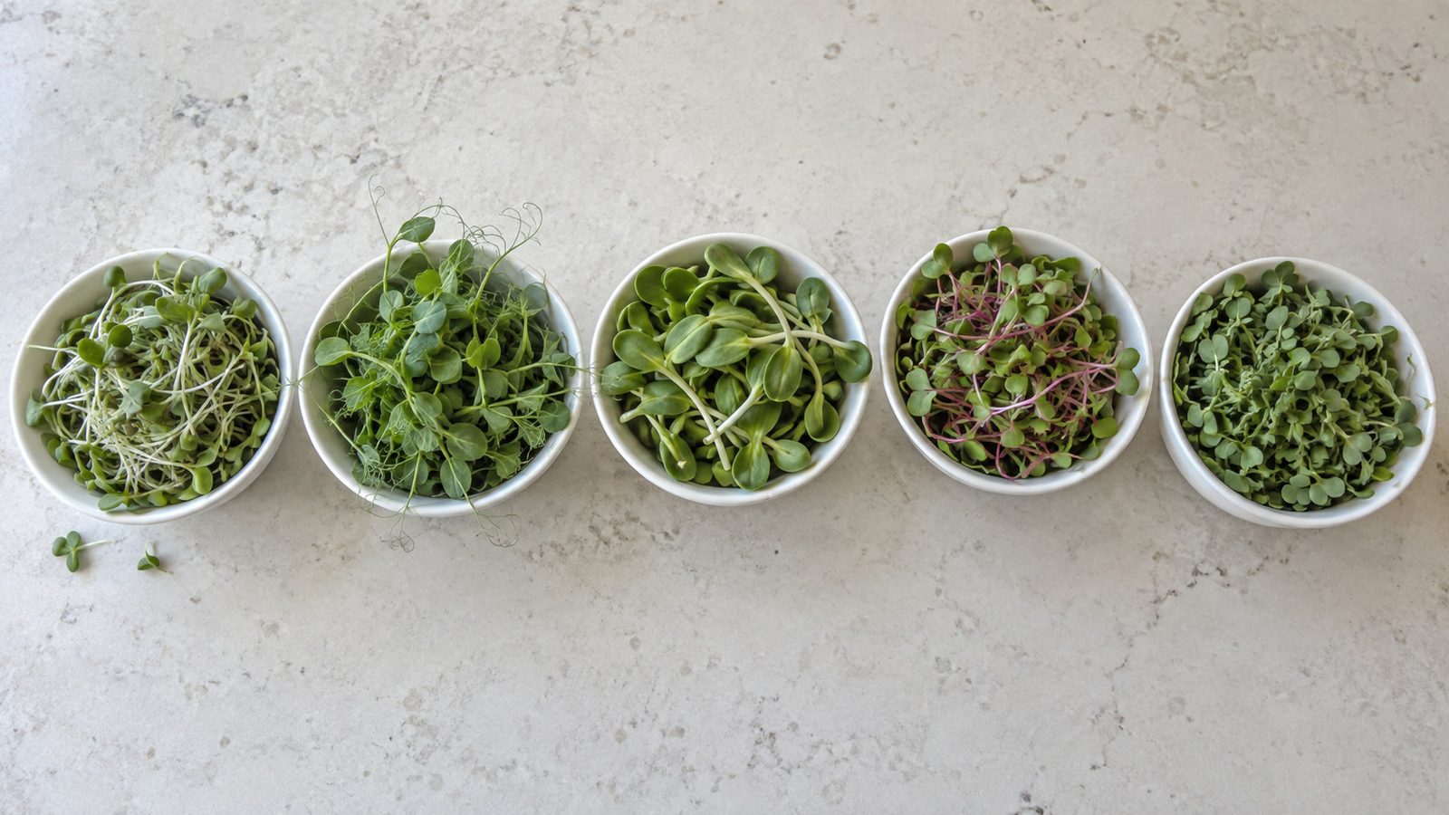 Five small white bowls of fresh microgreens on a pale counter seen from above: lentil microgreens, pea shoots with tendrils, sunflower microgreens, pink stemmed radish microgreens and broccoli microgreens