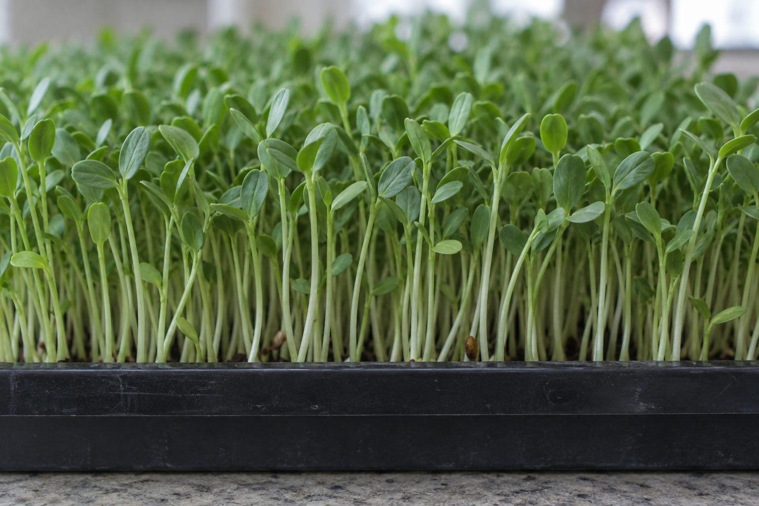 Close side view of a dense tray of lentil microgreens with slender pale stems and small paired oval green leaves