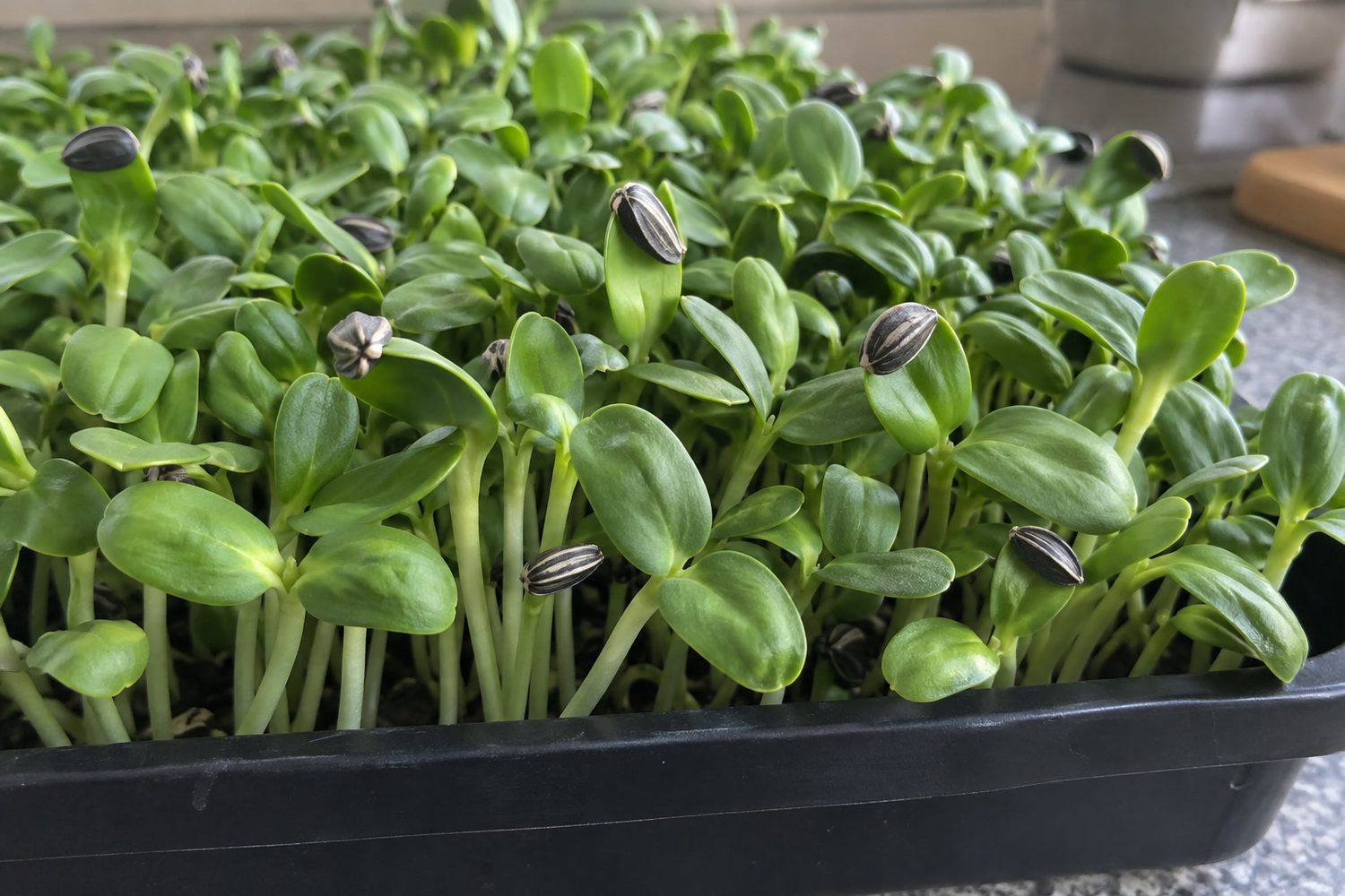 Close view of sunflower microgreens with thick pale stems and broad fleshy green seed leaves in a tray, a few leaf tips still carrying striped seed hulls