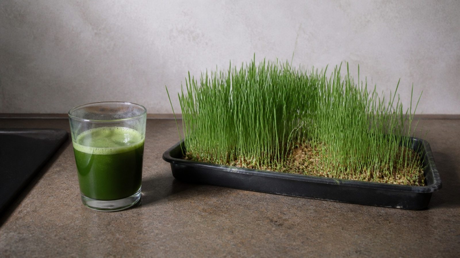 A small glass of wheatgrass juice on a kitchen counter beside a tray of growing wheatgrass, photographed level with the counter in flat daylight
