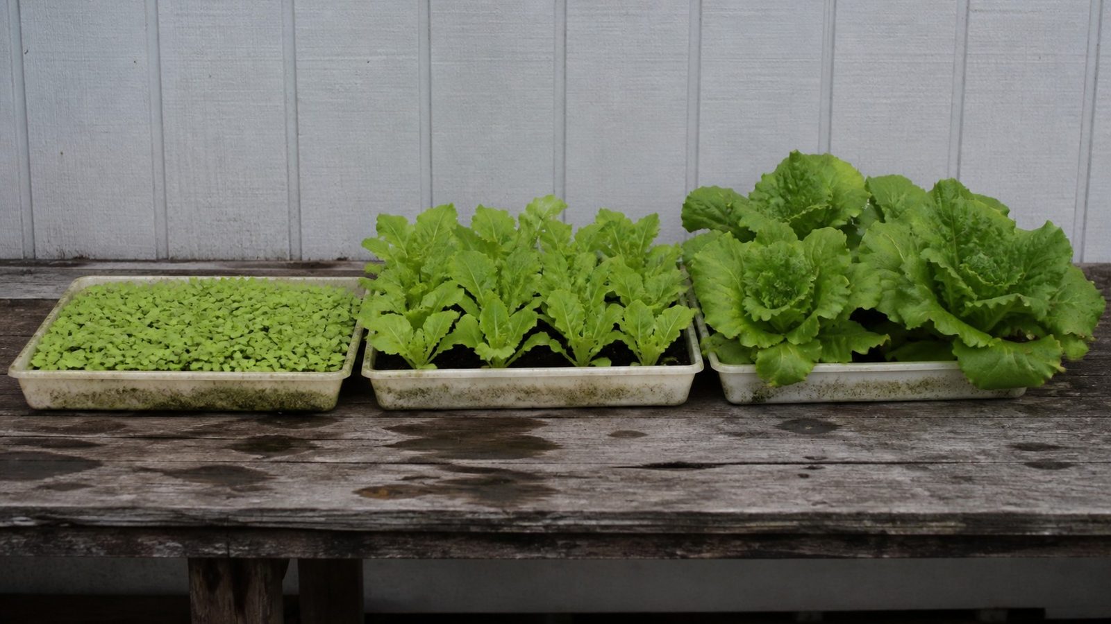 Three shallow trays of the same lettuce variety side by side on a worn potting bench, the first a dense low stand of cotyledon stage seedlings, the second taller with several true leaves, the third a widely spaced row of loose open heads, photographed side on at bench height in flat daylight