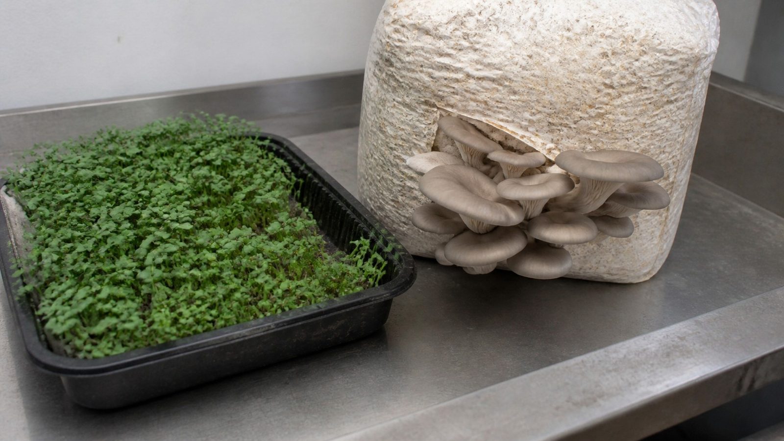A shallow tray of harvested broccoli microgreens on a stainless bench beside a colonized sawdust block fruiting a cluster of gray oyster mushrooms, photographed side on at bench height in flat light, the block surface uneven and the bench visibly scratched and stained