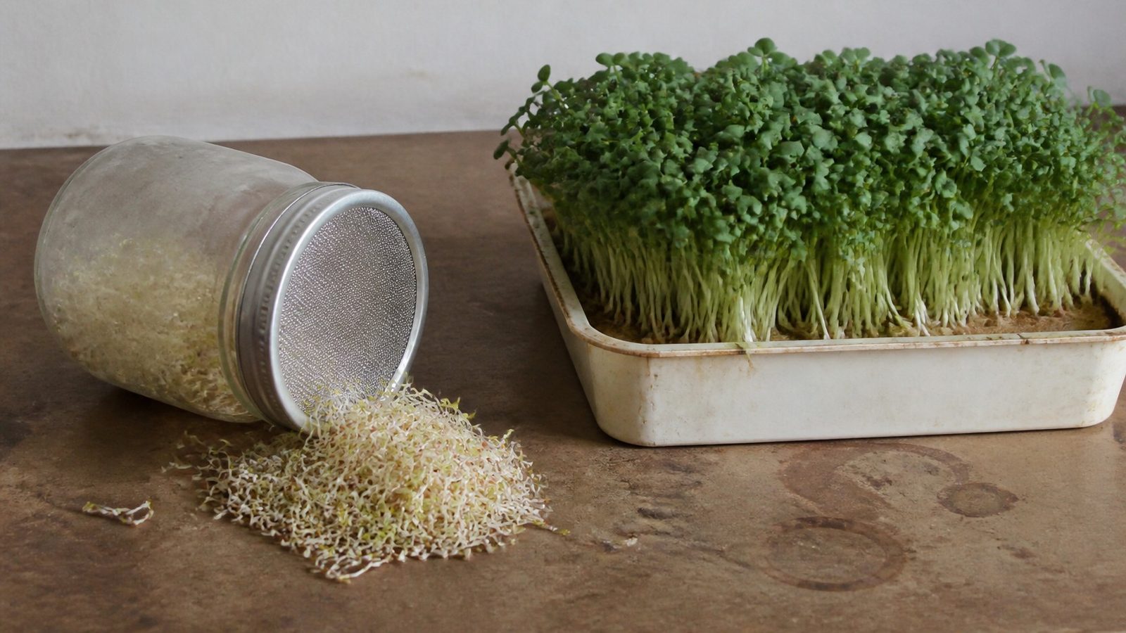 A mesh lidded glass jar tipped on its side spilling pale alfalfa sprouts with tangled white roots and clinging seed coats, beside a shallow tray of broccoli microgreens showing bare cut stems, both on a worn kitchen counter photographed side on in flat daylight