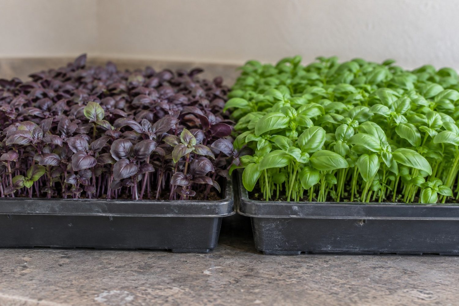 Two basil microgreen trays side by side, one deep purple red basil and one bright green Genovese basil at the same height and density