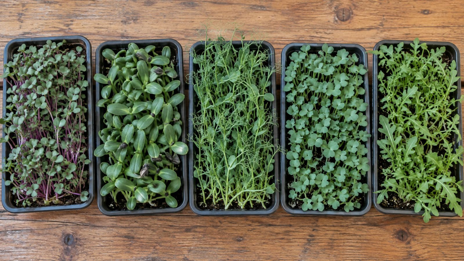 Five shallow trays in a row on a wooden table seen from above: radish with pink stems, sunflower, pea shoots with tendrils, broccoli and arugula
