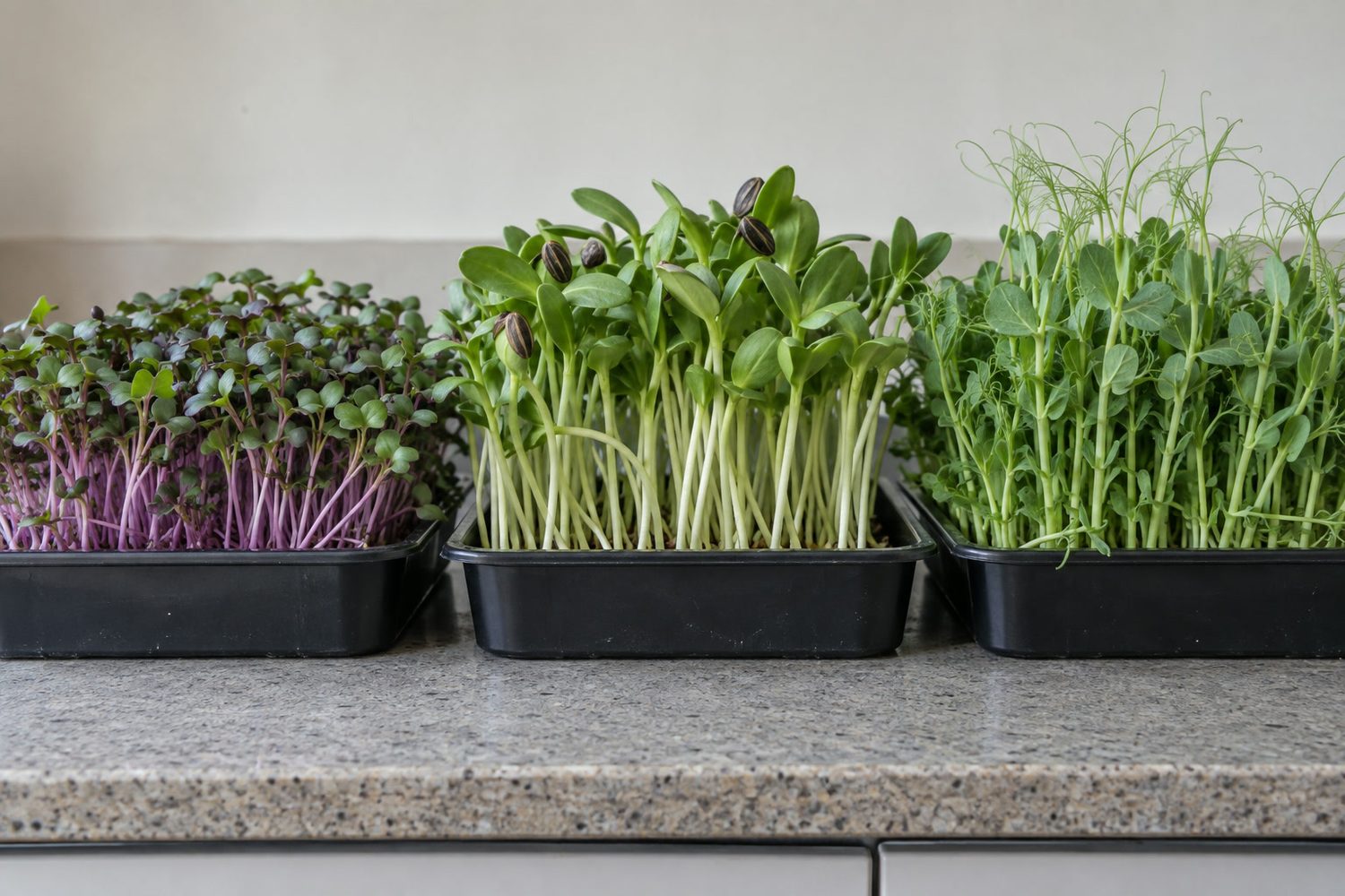 Three microgreen trays side by side at tray height: purple and pink stemmed radish, tall thick stemmed sunflower and pea shoots with curling tendrils