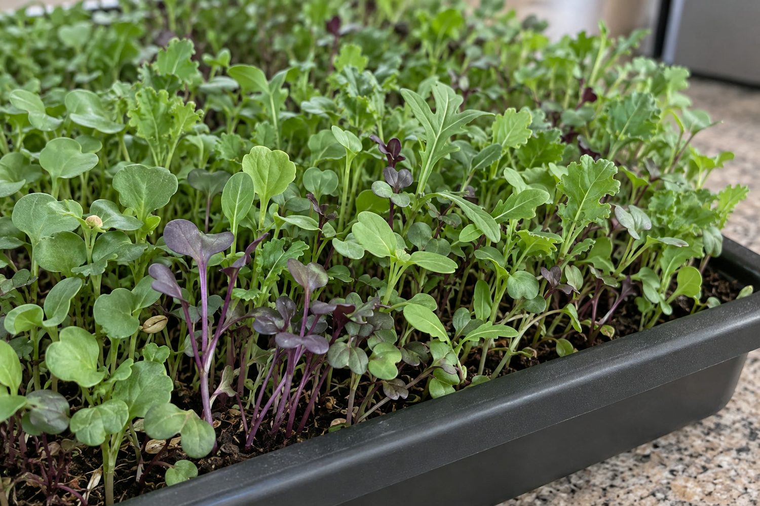 Close view of a tray of mixed salad microgreens with rounded and notched seed leaves and some purple stems among the green