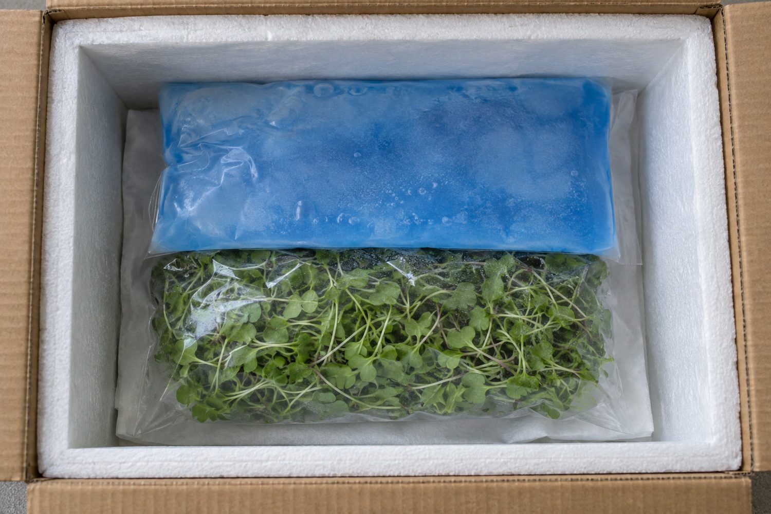 Open box lined with white foam insulation holding a sealed clear bag of cut microgreens on an absorbent pad, with a blue gel pack covering the top half