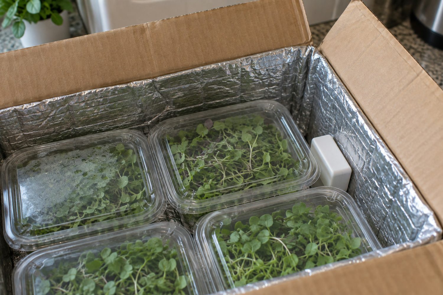 Small plain white temperature data logger resting inside an open insulated box beside sealed clear clamshells of microgreens